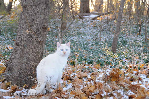 Yuki's First Snow