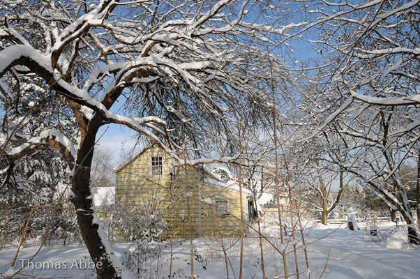 Apple Tree at Abbe Cottage