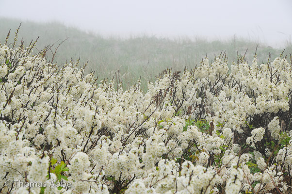 Wild Beachplum in May