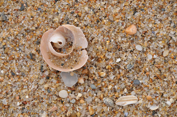 Shell and Sand Scape