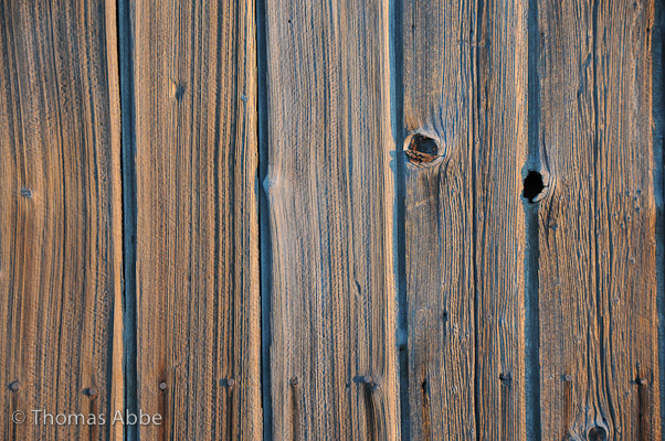 Redwood Panel in Morning Light