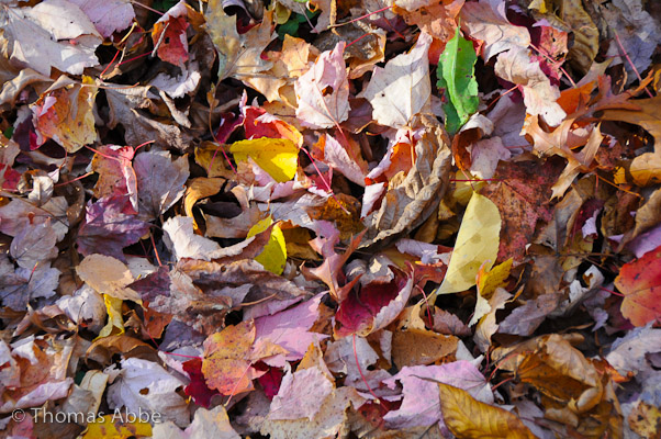 Autumn Leaves on the Ground
